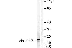 Western Blotting (WB) image for anti-Claudin 7 (CLDN7) (C-Term) antibody (ABIN1848470)