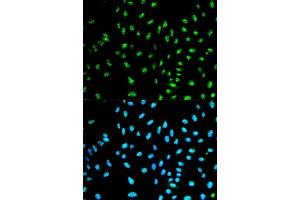 Immunofluorescence analysis of HeLa cell using NCF2 antibody. (NCF2 antibody)