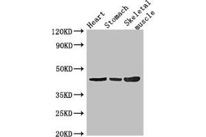 Western Blot Positive WB detected in: Mouse heart tissue, Mouse stomach tissue, Mouse skeletal muscle tissue All lanes: ZNF707 antibody at 3. (ZNF77 antibody  (AA 51-369))