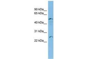 Image no. 1 for anti-Apolipoprotein B mRNA Editing Enzyme, Catalytic Polypeptide-Like 2 (APOBEC2) (C-Term) antibody (ABIN6744693) (APOBEC2 antibody  (C-Term))