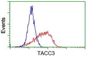 Flow cytometric Analysis of Jurkat cells, using anti-TACC3 antibody (ABIN2453706), (Red), compared to a nonspecific negative control antibody (ABIN2453706), (Blue). (TACC3 antibody)