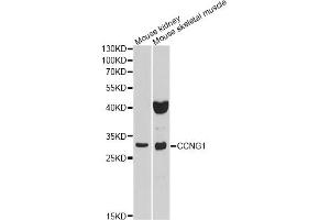 Western blot analysis of extracts of various cell lines, using CCNG1 antibody (ABIN1876480) at 1:1000 dilution.