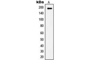 Western blot analysis of IRS1 (pS1101) expression in HepG2 insulin-treated (A) whole cell lysates. (IRS1 antibody  (C-Term, pSer1101))