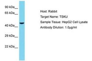 Image no. 1 for anti-Tsukushin (TSKU) (C-Term) antibody (ABIN6750593)