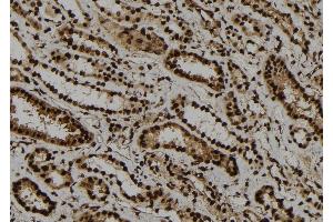 ABIN6273277 at 1/100 staining Human kidney tissue by IHC-P. (OBFC2A antibody  (Internal Region))