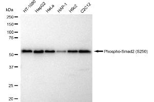 Western blotting analysis using Phospho-Smad2 (S250) antibody (ABIN7800370).