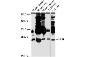 Western blot analysis of extracts of various cell lines, using HEBP1 antibody (ABIN7267603) at 1:1000 dilution.