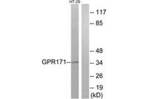 Western blot analysis of extracts from HT-29 cells, using GPR171 Antibody. (GPR171 antibody  (AA 181-230))