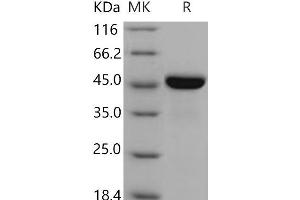 Low Density Lipoprotein Receptor-Related Protein Associated Protein 1 (LRPAP1) (Active) protein (His tag)