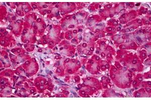 Anti-RTKN2 antibody IHC staining of human pancreas. (RTKN2 antibody  (AA 1-164))