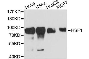 Western blot analysis of extracts of various cell lines, using HSF1 antibody. (HSF1 antibody)