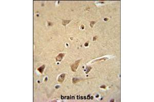 GPC5 Antibody immunohistochemistry analysis in formalin fixed and paraffin embedded human brain tissue followed by peroxidase conjugation of the secondary antibody and DAB staining. (GPC5 antibody  (N-Term))