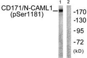 Western blot analysis of extracts from K562 cells, using CD171/N-CAML1 (Phospho-Ser1181) Antibody. (L1CAM antibody  (pSer1181))