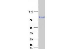 Western Blotting (WB) image for Poliovirus Receptor-Related 1 (Herpesvirus Entry Mediator C) (PVRL1) (Transcript Variant 1) protein (Myc-DYKDDDDK Tag) (ABIN2713370)