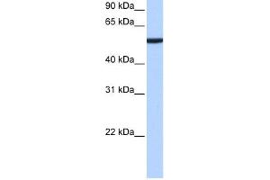WB Suggested Anti-CBX2 Antibody Titration:  0. (CBX2 antibody  (N-Term))