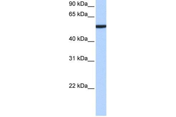 CBX2 Antikörper  (N-Term)