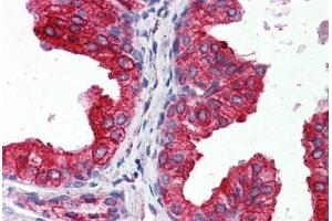 Anti-CYB5A / Cytochrome b5 antibody IHC staining of human prostate. (CYB5A antibody  (AA 1-135))
