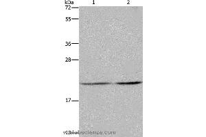 Western blot analysis of A549 and Hela cell, using ASF1A Polyclonal Antibody at dilution of 1:1200