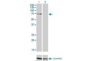 Western blot analysis of PRKCZ over-expressed 293 cell line, cotransfected with PRKCZ Validated Chimera RNAi (Lane 2) or non-transfected control (Lane 1). (PKC zeta antibody  (AA 165-255))