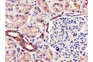 Immunohistochemistry of paraffin-embedded human kidney tissue using ABIN7160866 at dilution of 1:100 (SIRT7 antibody  (AA 242-379))