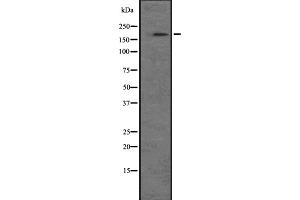 NRK antibody  (N-Term)