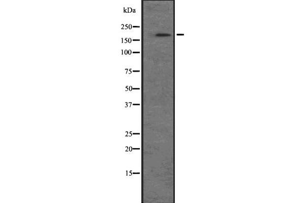 NRK antibody  (N-Term)