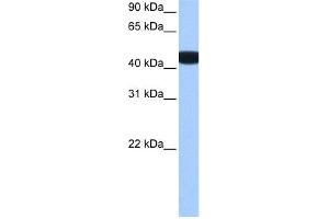 WB Suggested Anti-BCKDK Antibody Titration: 0. (BCKDK antibody  (N-Term))