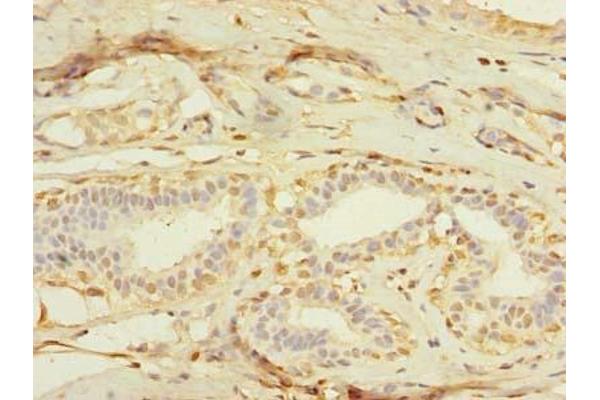 MXD3 antibody  (AA 1-206)