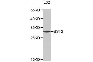 Western Blotting (WB) image for anti-Bone Marrow Stromal Cell Antigen 2 (BST2) antibody (ABIN1871361) (BST2 antibody)