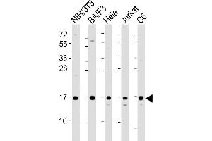 All lanes : Anti-COXIV Antibody at 1:2000 dilution Lane 1: NIH/3T3 whole cell lysate Lane 2: BA/F3 whole cell lysate Lane 3: Hela whole cell lysate Lane 4: Jurkat whole cell lysate Lane 5: C6 whole cell lysate Lysates/proteins at 20 μg per lane. (COX IV antibody  (AA 115-169))