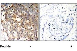 Image no. 1 for anti-Protein-tyrosine Phosphatase 1C (PTPN6) (Tyr536) antibody (ABIN197592) (SHP1 antibody  (Tyr536))