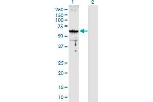 Western Blot analysis of ARMC8 expression in transfected 293T cell line by ARMC8 MaxPab polyclonal antibody. (ARMC8 antibody  (AA 1-385))