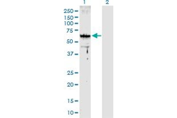 ARMC8 antibody  (AA 1-385)