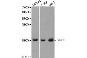 Western blot analysis of extracts of various cell lines, using BIRC5 antibody (ABIN5970737) at 1/1000 dilution. (Survivin antibody)