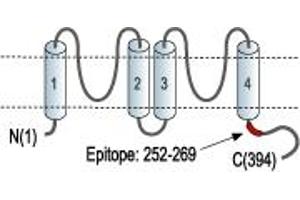 Representative domain view of the target of ABIN7885251.