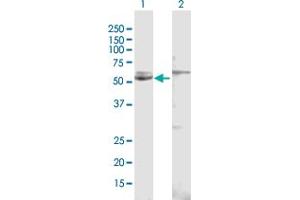 Western Blot analysis of CYP51A1 expression in transfected 293T cell line by CYP51A1 MaxPab polyclonal antibody.