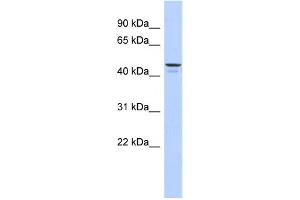 Western Blotting (WB) image for anti-Ectonucleotide pyrophosphatase/phosphodiesterase 6 (ENPP6) antibody (ABIN2459637) (ENPP6 antibody)
