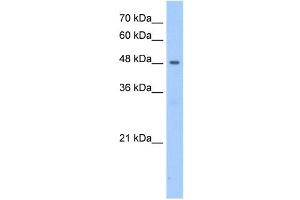 PNPLA5 antibody used at 2.