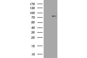 Image no. 1 for anti-Hypoxia Inducible Factor 3, alpha Subunit (HIF3A) (AA 355-669) antibody (ABIN1491447) (HIF3A antibody  (AA 355-669))