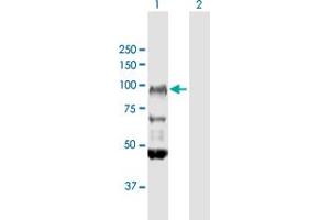 Western Blot analysis of FXR2 expression in transfected 293T cell line by FXR2 MaxPab polyclonal antibody. (FXR2 antibody  (AA 1-673))