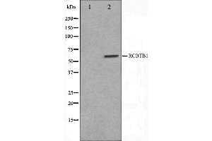 Western blot analysis on LOVO cell lysate using RCBTB1 Antibody,The lane on the left is treated with the antigen-specific peptide. (RCBTB1 antibody  (Internal Region))