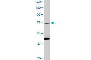 VCAM1 MaxPab rabbit polyclonal antibody. (VCAM1 antibody  (AA 1-739))