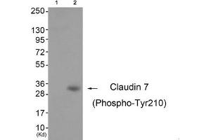 Western blot analysis of extracts from 3T3 cells (Lane 2), using Claudin 7 (Phospho-Tyr210) Antibody. (Claudin 7 antibody  (pTyr210))