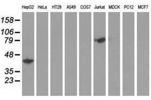 Image no. 2 for anti-Haptoglobin (HP) antibody (ABIN1498580) (Haptoglobin antibody)