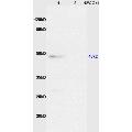 anti-Caspase 8 (CASP8) (AA 411-482) antibody