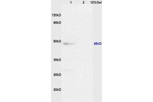SDS-PAGE (SDS) image for anti-Caspase 8 (CASP8) (AA 411-482) antibody (ABIN724205)