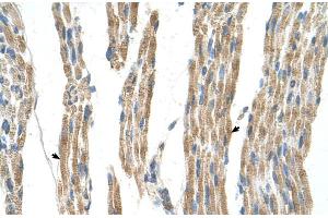 Human Muscle (ALT antibody  (N-Term))