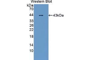 Figure. (USP8 antibody  (AA 777-1118))