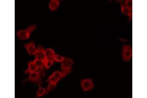 ABIN6268825 staining HepG2 by IF/ICC. (NDUFA4 antibody  (C-Term))