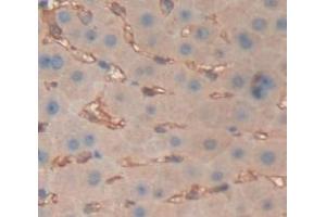 Immunohistochemistry (Paraffin-embedded Sections) (IHC (p)) image for anti-Albumin (ALB) (AA 25-609) antibody (ABIN5662432)